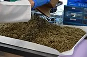 Marijuana